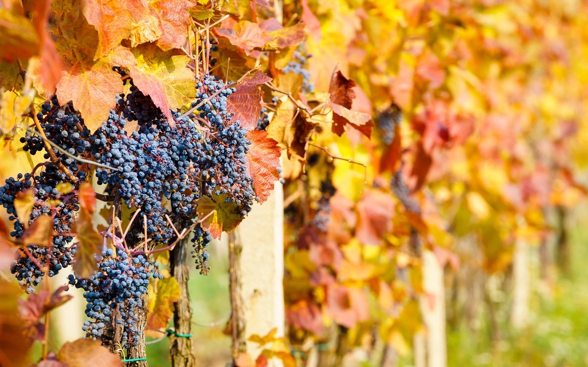 Картинки осень виноград. Осенний виноград. Виноград осенью. Осенние виноградники. Виноградник осень.